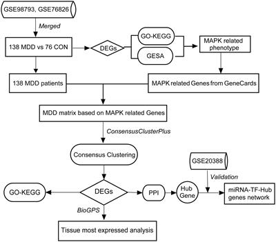 Identification of potential Mitogen-Activated Protein Kinase-related key genes and regulation networks in molecular subtypes of major depressive disorder